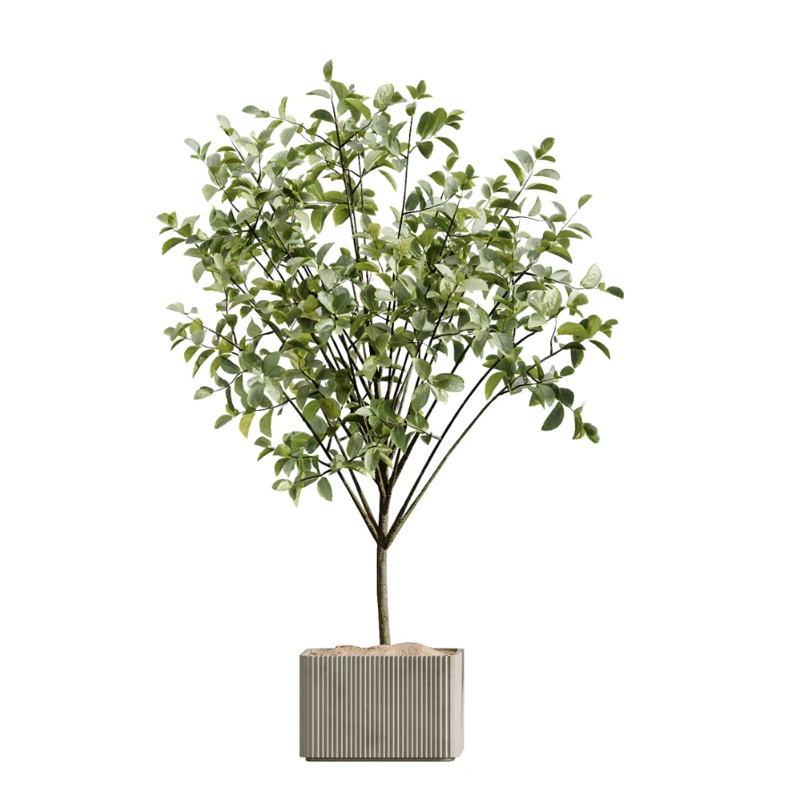 AV Indoor Plants Set 448 Areca Palm and Ravenala Banana and Europaea Olive Fig and Chemlali Olive and Olive Tree Image 3