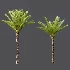 AV Phoenix Dactylifera Date Jurassic Palm Tree and Acer Saccharinum - Thumbnail 4