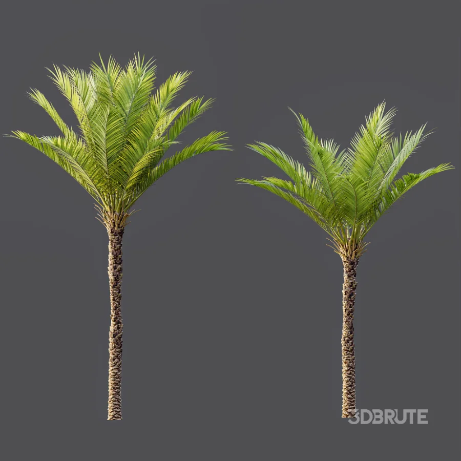 AV Phoenix Dactylifera Date Jurassic Palm Tree and Acer Saccharinum Image 4