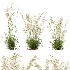AV Celtica Gigantea Stipa Golden Oats and Stipa Tenuissima Ostnica Mocna Pony Tails - Thumbnail 9