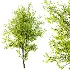 AV Phoenix Dactylifera Date Jurassic Palm Tree and Acer Saccharinum - Thumbnail 1