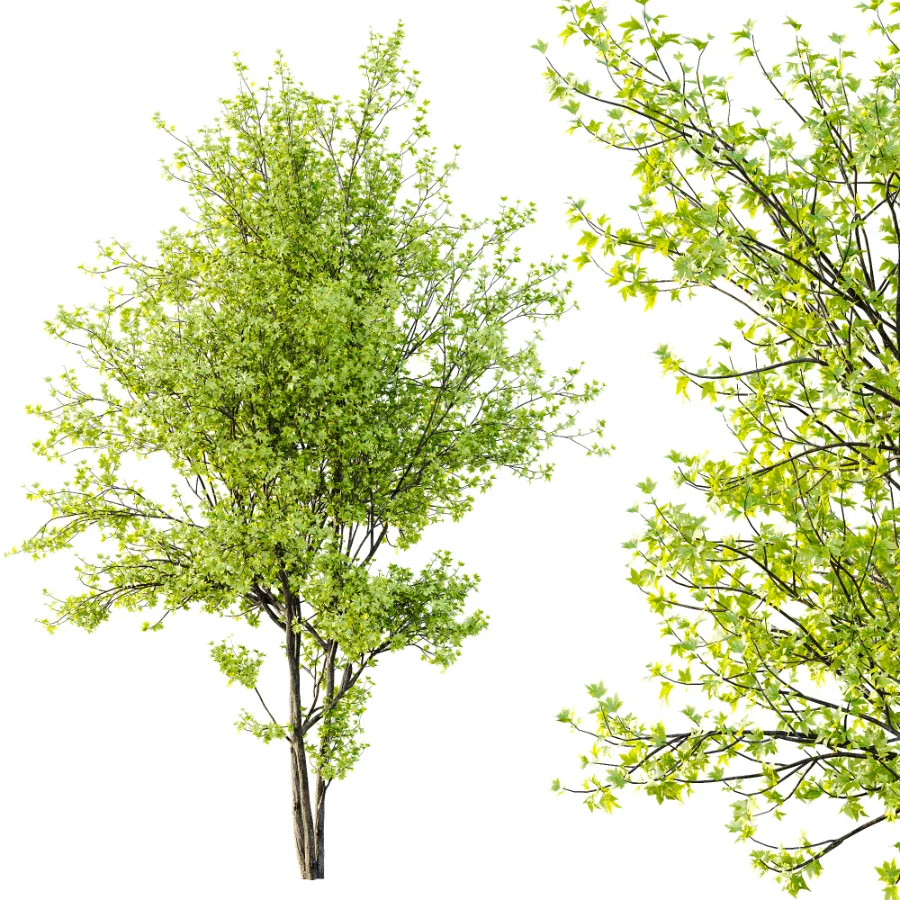 AV Phoenix Dactylifera Date Jurassic Palm Tree and Acer Saccharinum Image 1