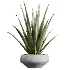 AV Indoor Plants Set 453 Briful Pachira and Elegant Monstera and Aloe Vera Succulents and Ficus Dracaena Marginata - Thumbnail 2