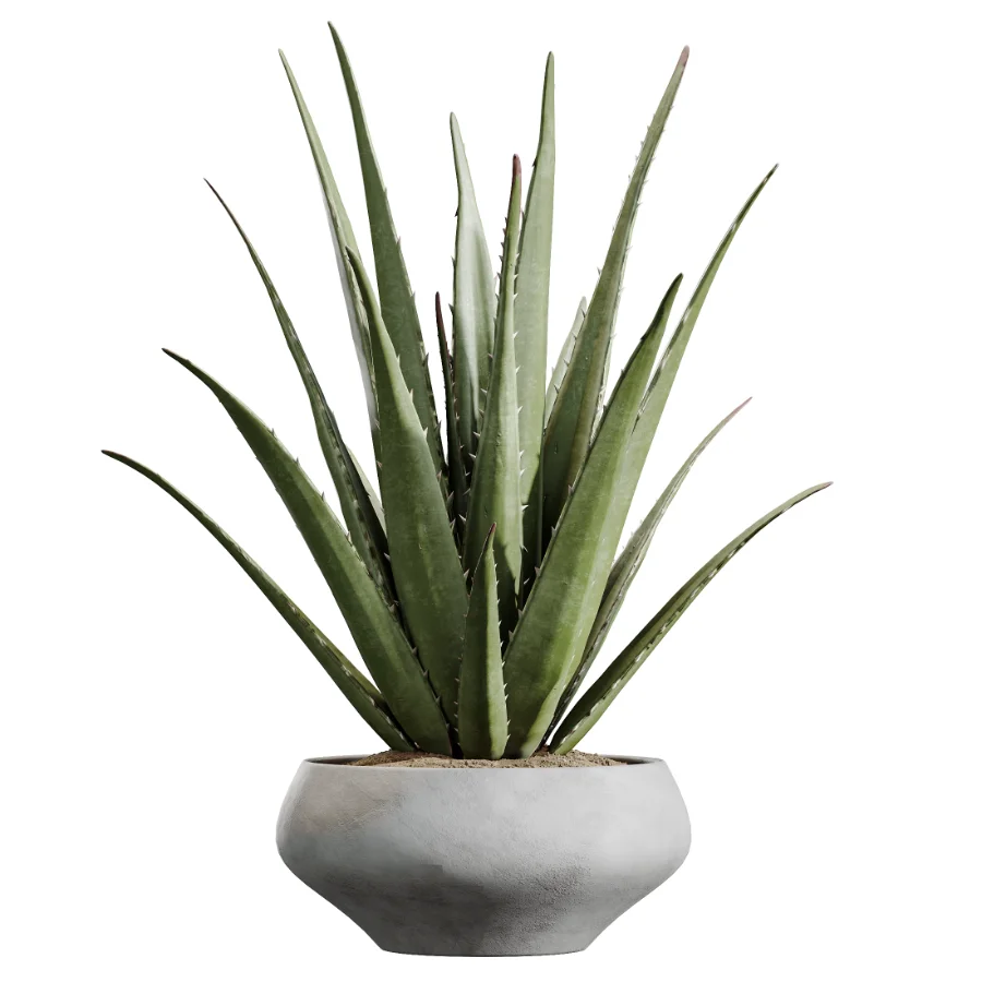 AV Indoor Plants Set 453 Briful Pachira and Elegant Monstera and Aloe Vera Succulents and Ficus Dracaena Marginata Image 2