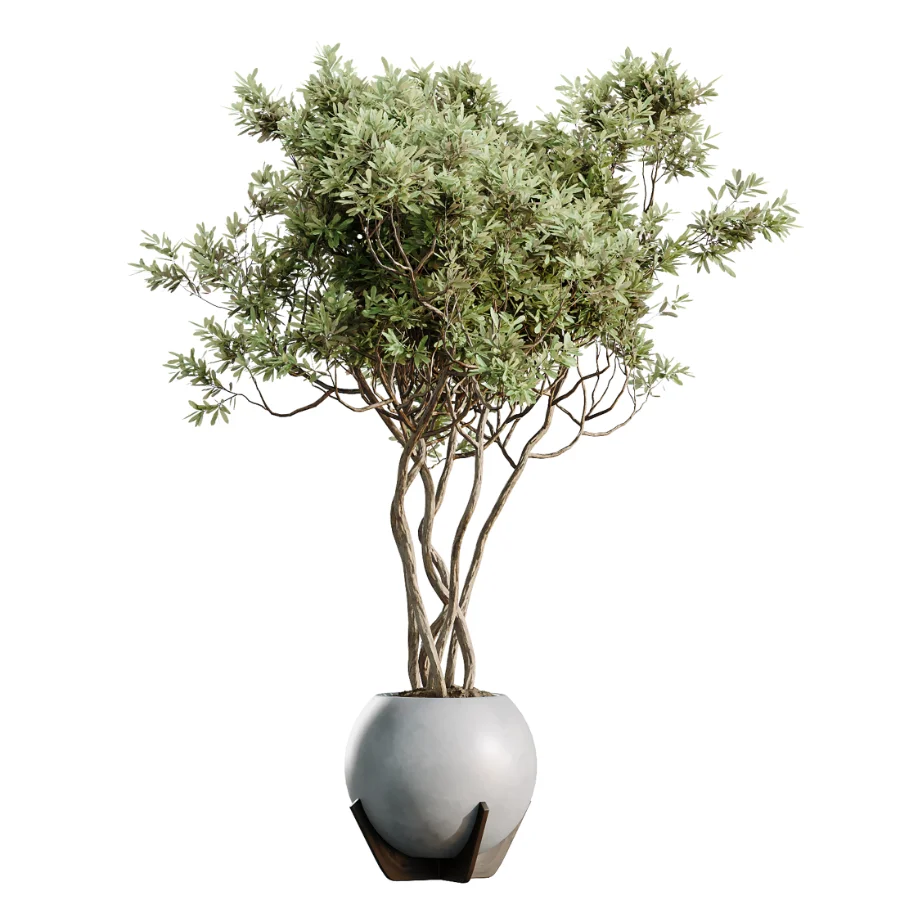 AV Indoor Plants Set 469 Rhapis Lady Palm and Chemlali Olive and Bird Of ParadiseBird and Ficus Elastica Image 1
