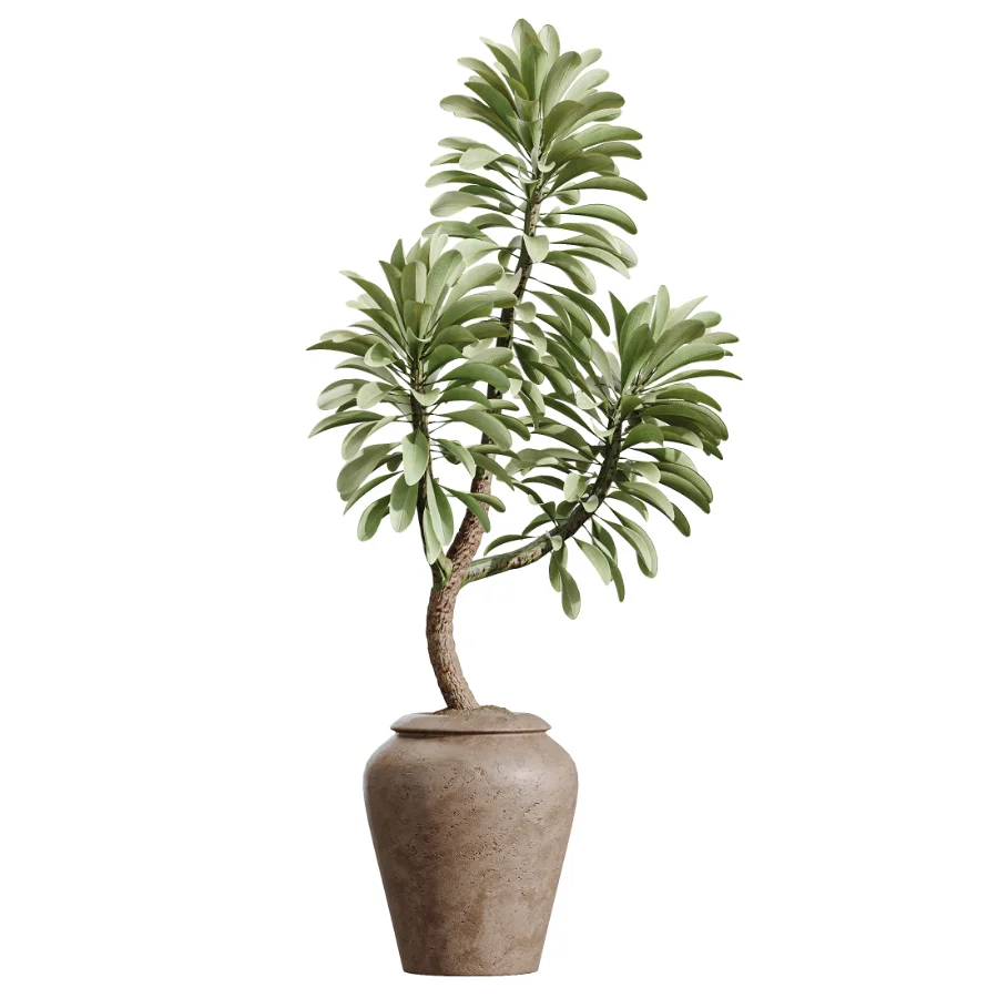 AV Indoor Plants Set 464 Olive Euphorbia Drupifera Cunjevoi Alocasia Spineless Yucca Licuala Palm Image 3