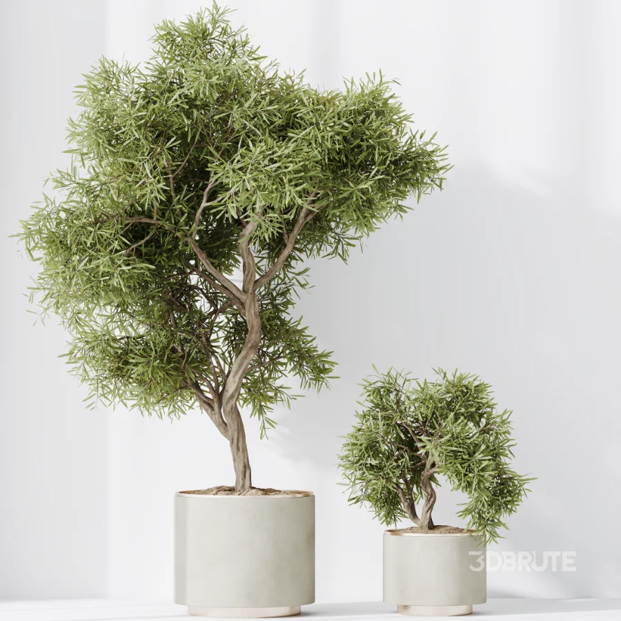AV Indoor Plants Set 467 Ficus Retusa and Chemlali Olive and Briful Pachira and Ficus Cyathistipula and China Orange Tree Image 1