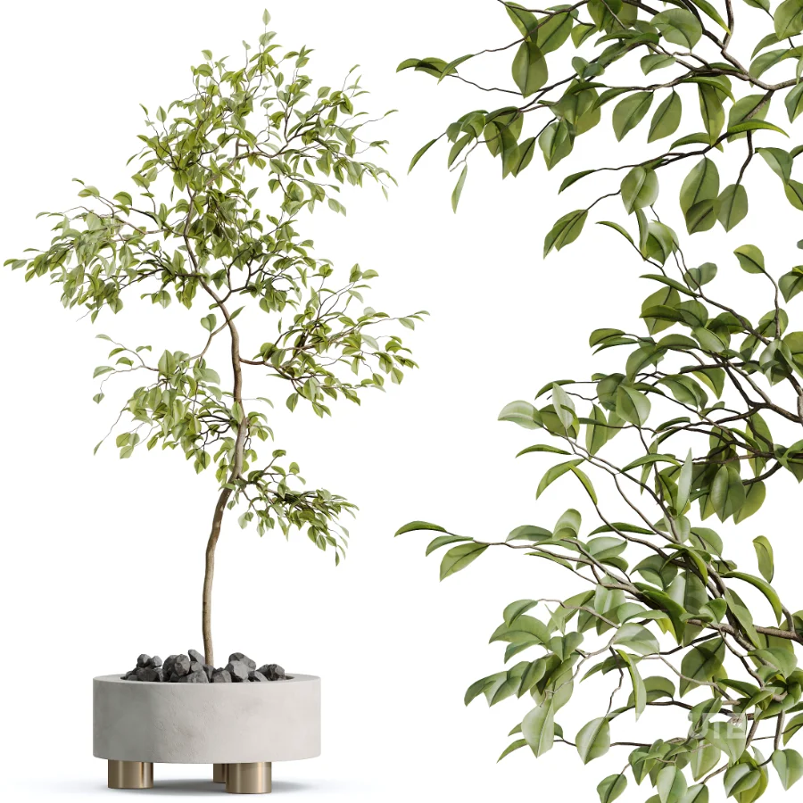 AV Indoor Plants Set 468 Cactus Echinocactus and Chemlali Olive and Ravenala Banana and Ficus Dracaena Marginata Image 2