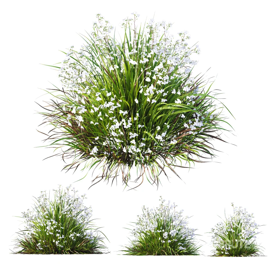 ntal grasses. These elegant groundcover species are valued for their refined texture, compact growth habit, and exceptional versatility in contemporary landscape architecture, Japanese gardens, urban parks, courtyards, and high-end residential projects. Image 4