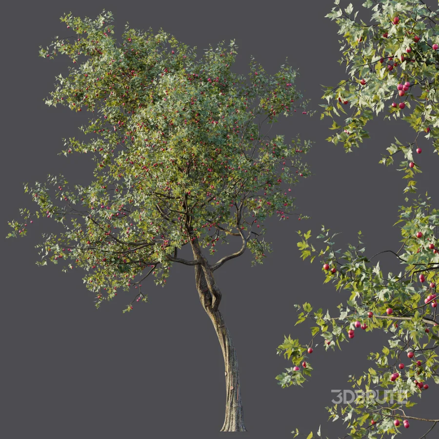 AV Plants Crataegus Pinnatifida Hawthorn Version02 Image 4