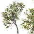 AV Plants Crataegus Pinnatifida Hawthorn Version02 - Thumbnail 3