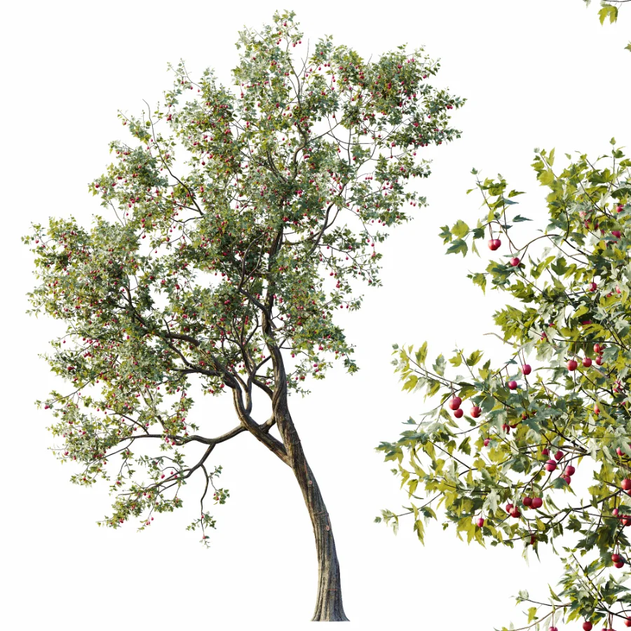 AV Plants Crataegus Pinnatifida Hawthorn Version02 Image 3