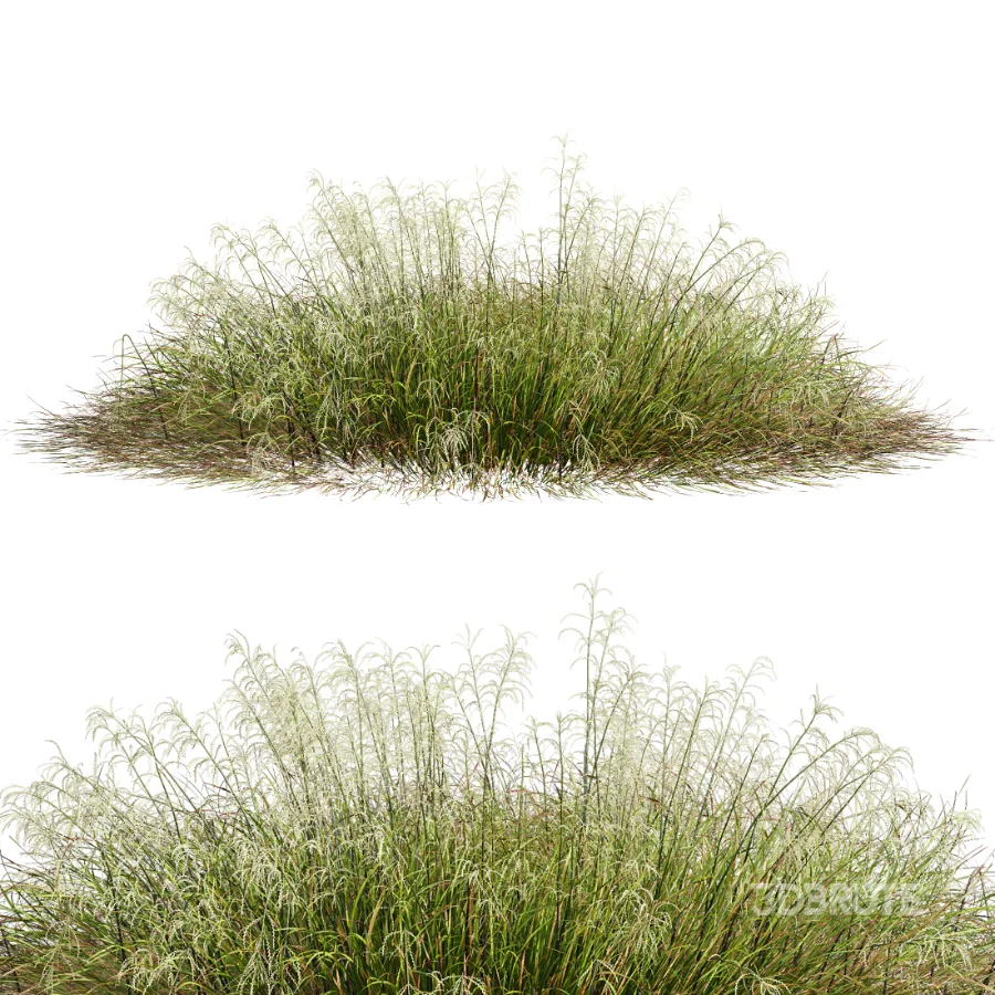 AV Stipa arundinacea Anemanthele lessoniana and Stipa arundinacea Sweet Grass Image 3