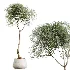 AV Indoor Plants Set 459 Chemlali Olive and Cat Reed Palm and China Orange Tree and Ficus Dracaena Marginata and Ravenala Banana - Thumbnail 5