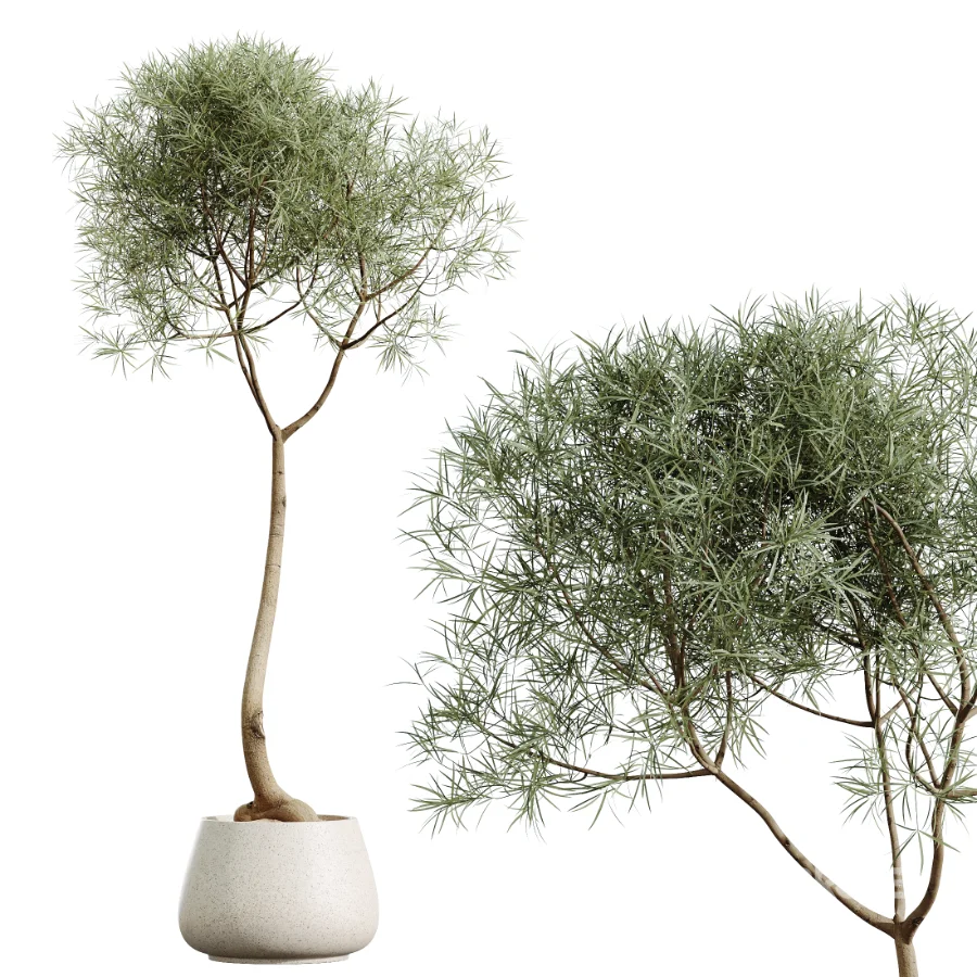 AV Indoor Plants Set 459 Chemlali Olive and Cat Reed Palm and China Orange Tree and Ficus Dracaena Marginata and Ravenala Banana Image 5