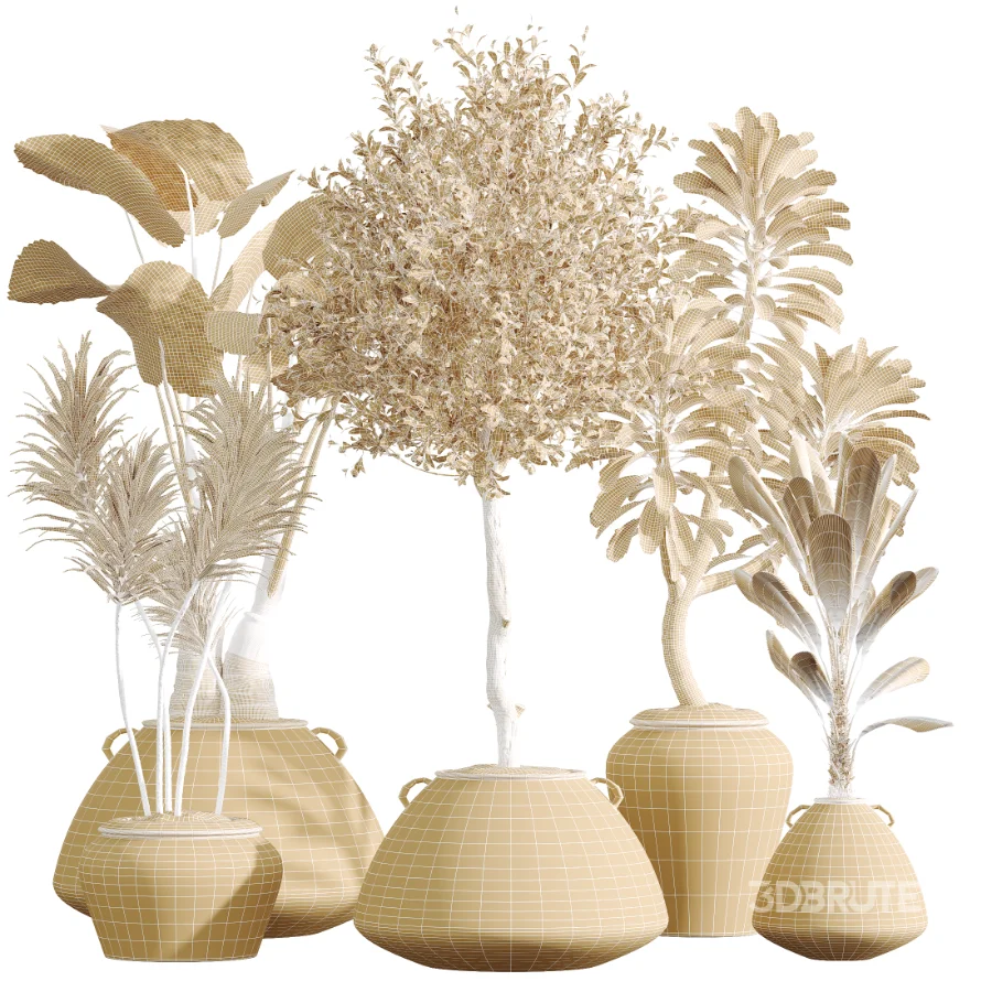 AV Indoor Plants Set 464 Olive Euphorbia Drupifera Cunjevoi Alocasia Spineless Yucca Licuala Palm Image 10