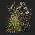 AV Calamagrostis Acutiflora Karl Foerster and Stipa arundinacea Sweet Grasses - Thumbnail 8