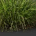 AV Celtica Gigantea Stipa Golden Oats and Carex Elata Aurea Grass - Thumbnail 5