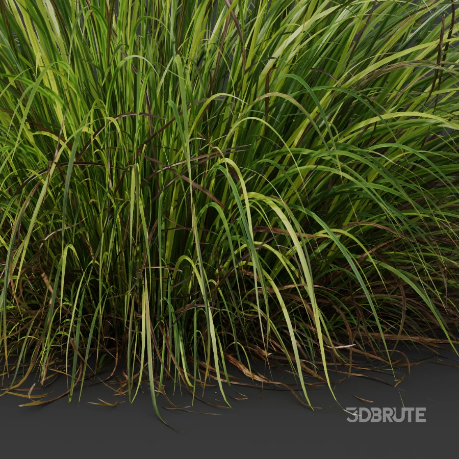 AV Celtica Gigantea Stipa Golden Oats and Carex Elata Aurea Grass Image 5