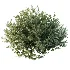 AV Gray Box Westringia Fruticosa Coastal Rosemary and Montra Olive Bushes - Thumbnail 3
