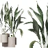 AV Indoor Plants Set 463 Ficus lyrata and Cyara Areca Palm and Aspidistra Elatio and Ficus Dracaena Marginata - Thumbnail 3