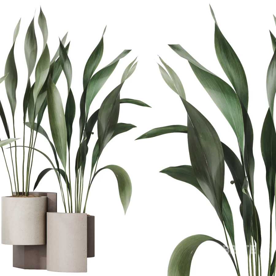 AV Indoor Plants Set 463 Ficus lyrata and Cyara Areca Palm and Aspidistra Elatio and Ficus Dracaena Marginata Image 3