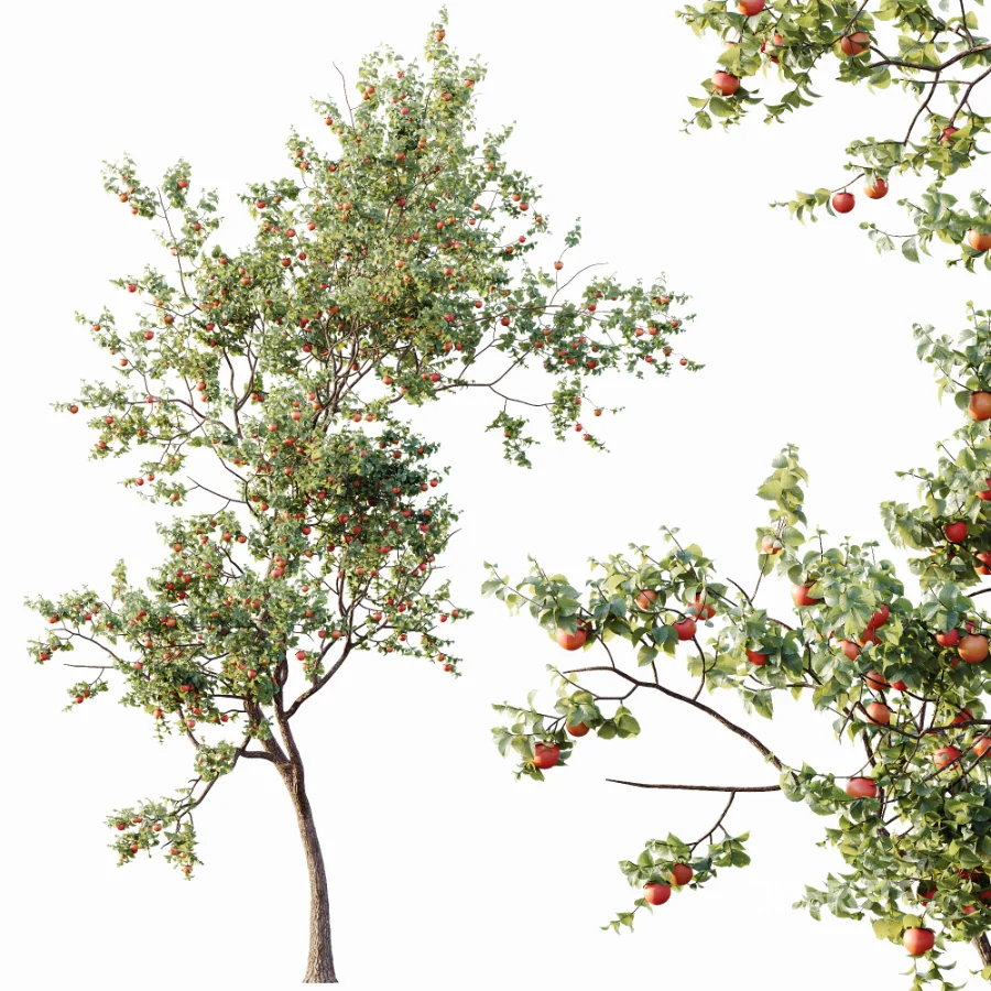 AV Plants Diospyros Kaki Persimmon Version02 Image 3