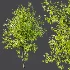 AV Phoenix Dactylifera Date Jurassic Palm Tree and Acer Saccharinum - Thumbnail 6
