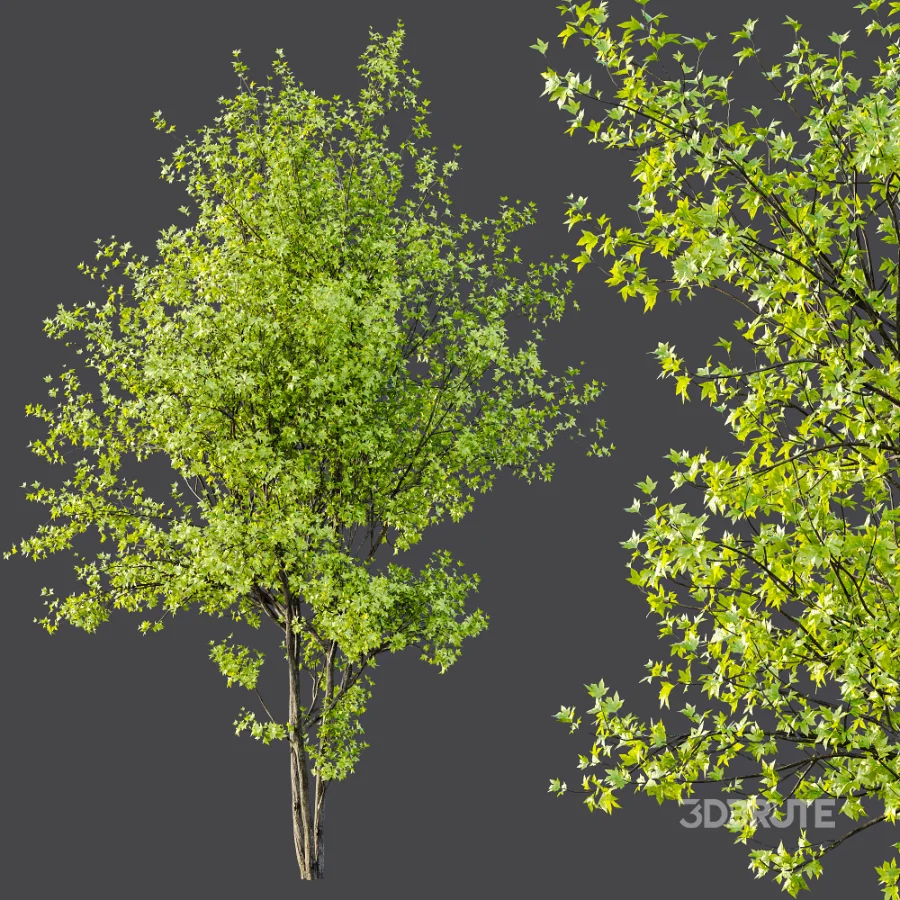 AV Phoenix Dactylifera Date Jurassic Palm Tree and Acer Saccharinum Image 6