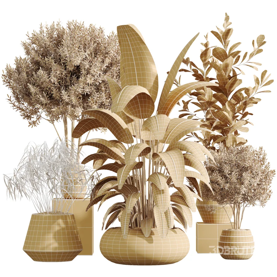 AV Indoor Plants Set 454 Chemlali Olive Tree and Bird Of ParadiseBird and Ficus microcarpa and Ficus Dracaena Marginata Image 7