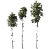 AV Pinus Engelmannii and Pinus Echinata trees - Thumbnail 1