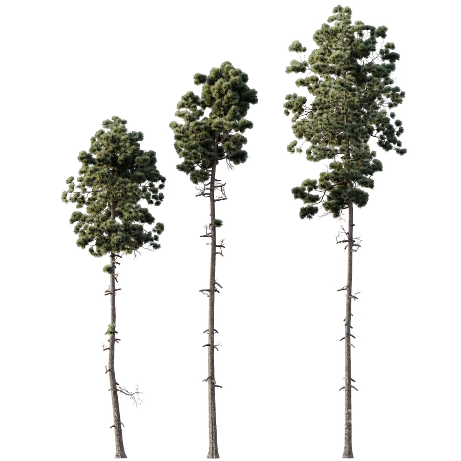 AV Pinus Engelmannii and Pinus Echinata trees Image 1