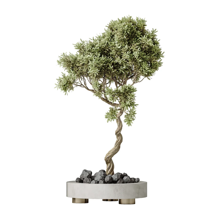 AV Indoor Plants Set 468 Cactus Echinocactus and Chemlali Olive and Ravenala Banana and Ficus Dracaena Marginata Image 1