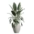 AV Indoor Plants Set 446 Ficus microcarpa and Aspidistra Elatior and Cactus Opuntia and Ficus Elastica Rubber and Cyara Areca Palm - Thumbnail 1