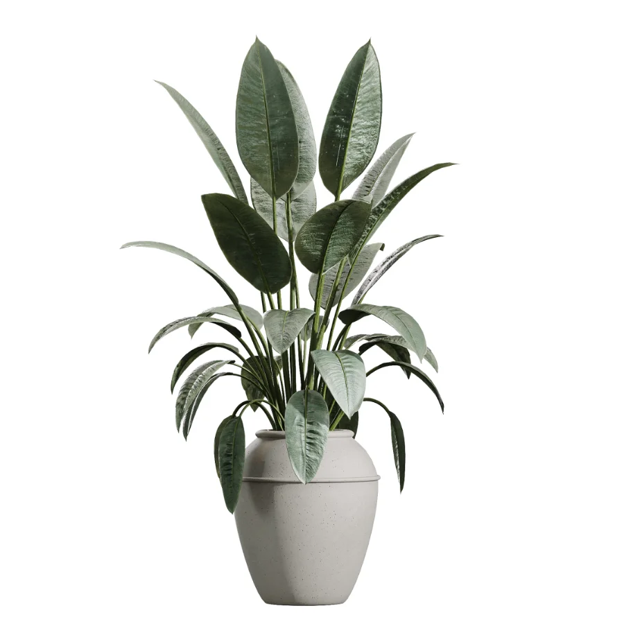AV Indoor Plants Set 446 Ficus microcarpa and Aspidistra Elatior and Cactus Opuntia and Ficus Elastica Rubber and Cyara Areca Palm Image 1