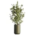 AV Indoor Plants Set 466 Dracaena Warneckii Lime Cane and Ficus microcarpa and Rhapis Lady Palm and Ravenala Banana and Chemlali Olive - Thumbnail 5
