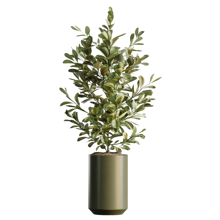 AV Indoor Plants Set 466 Dracaena Warneckii Lime Cane and Ficus microcarpa and Rhapis Lady Palm and Ravenala Banana and Chemlali Olive Image 5