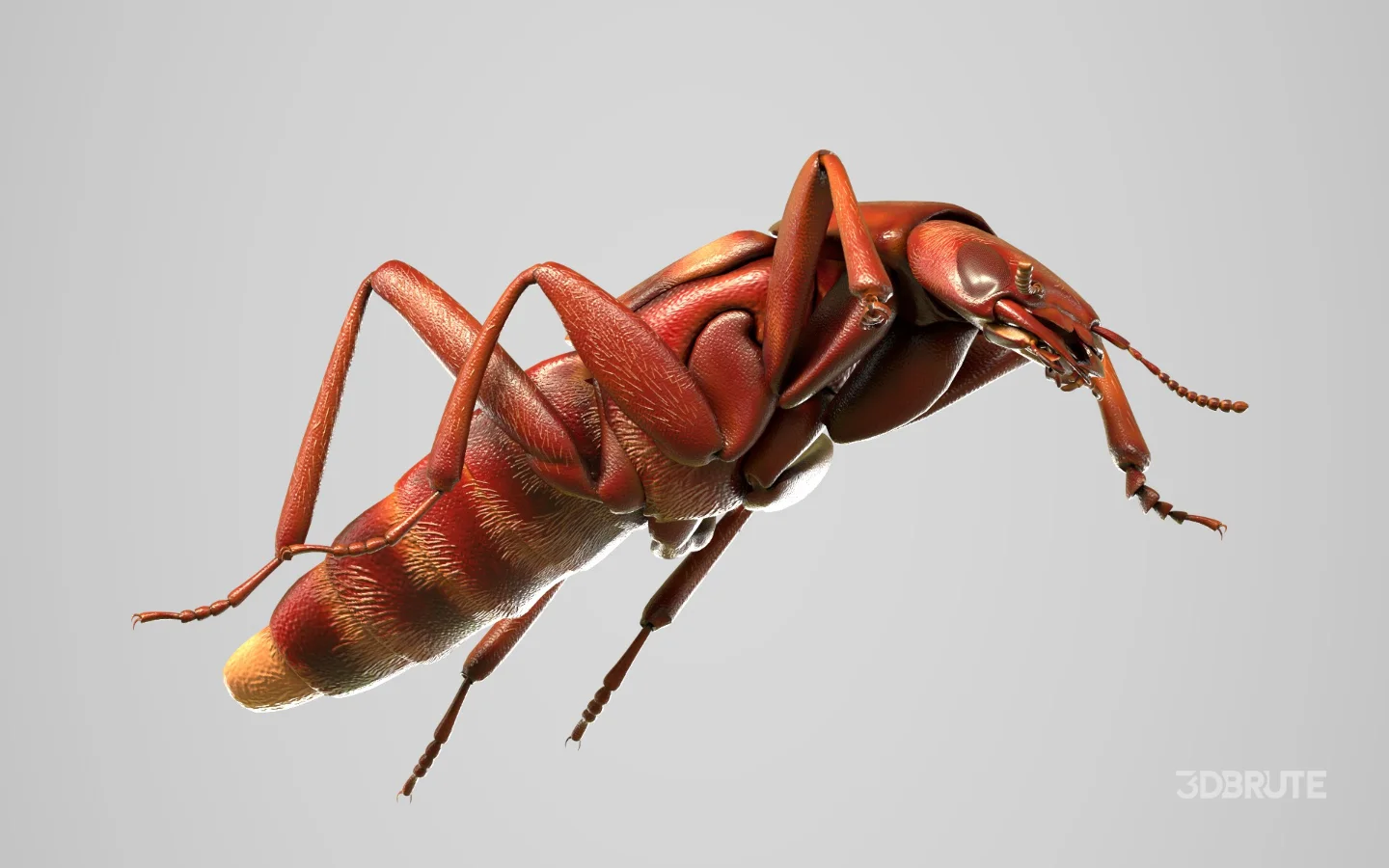 Beetle Insect 3D Model Image 1