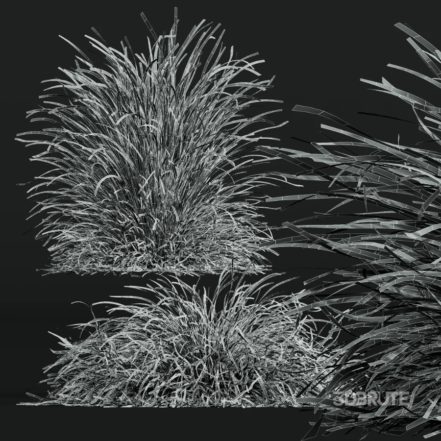 AV Stipa arundinacea Anemanthele lessoniana and Stipa arundinacea Sweet Grass Image 12