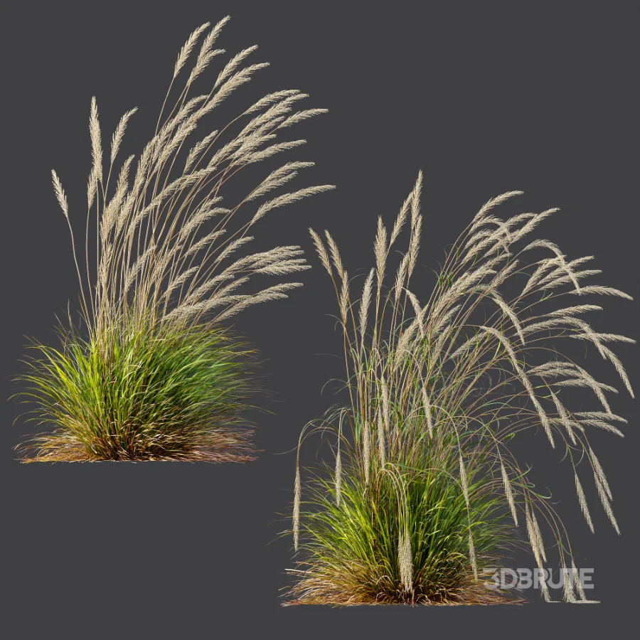 AV Calamagrostis Acutiflora Karl Foerster Image 6