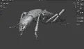 Beetle Insect 3D Model - Thumbnail 12