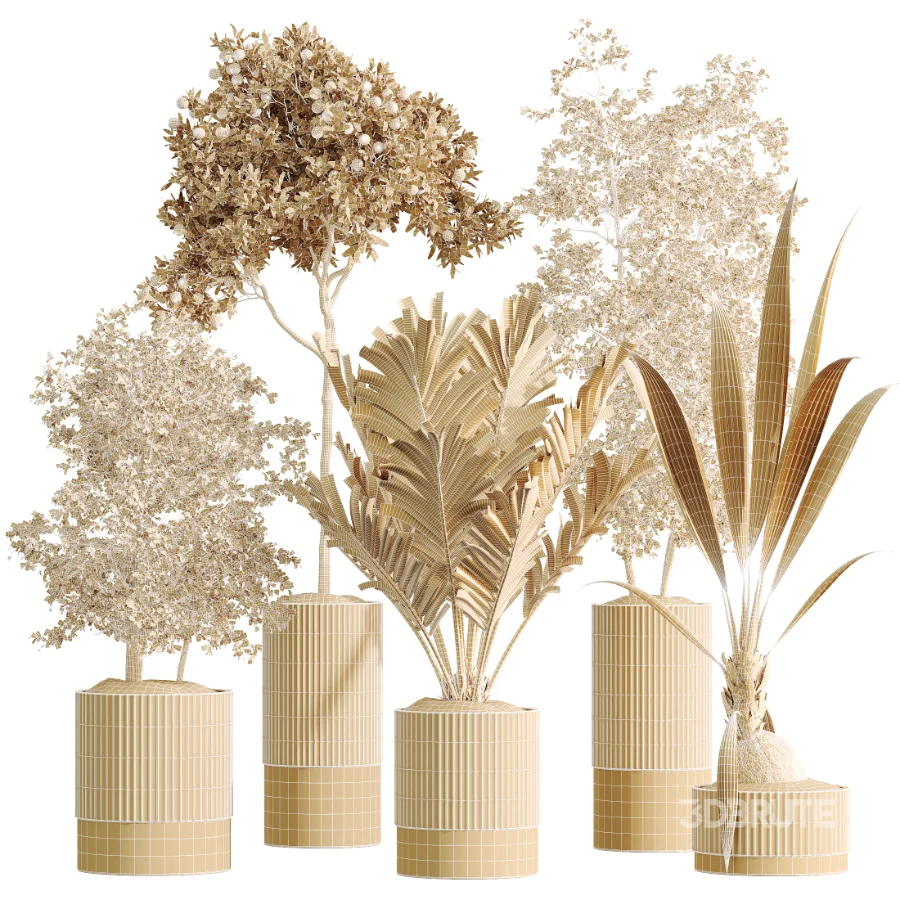 AV Indoor Plants Set 465 Coconut Palm and Cyara Areca Palm and Chemlali Olive Tree and Orange Calamondin Tree Image 7