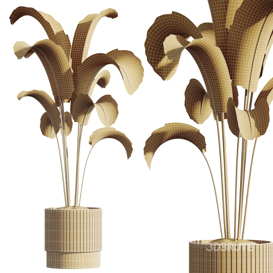AV Indoor Plants Set 459 Chemlali Olive and Cat Reed Palm and China Orange Tree and Ficus Dracaena Marginata and Ravenala Banana Image 10
