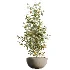 AV Indoor Plants Set 500 Lady Palm and Ravenala Banana and Ficus Marginata and China Orange Tree and Chemlali Olive - Thumbnail 4