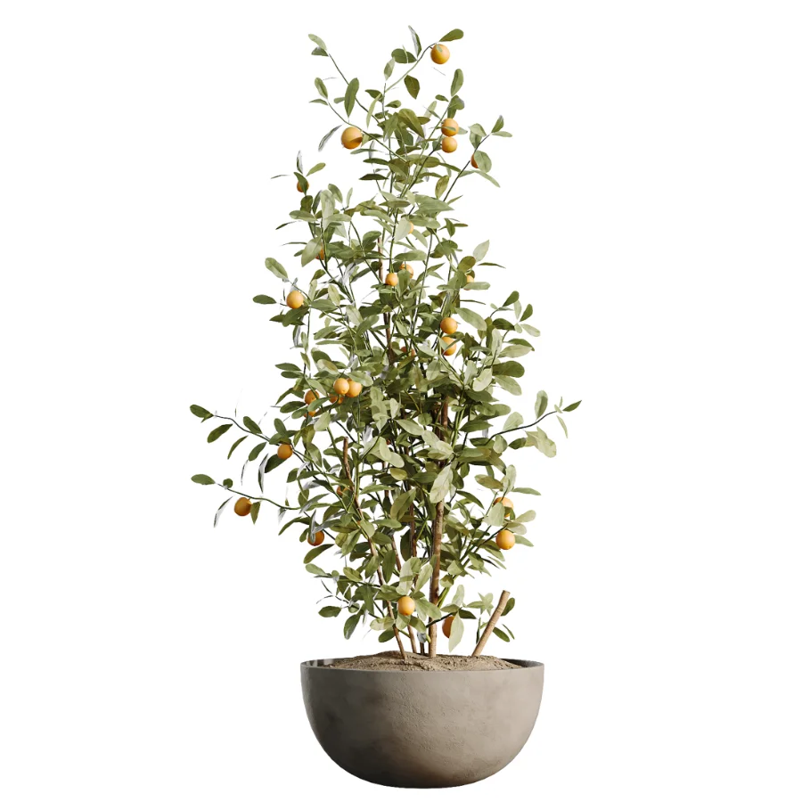 AV Indoor Plants Set 500 Lady Palm and Ravenala Banana and Ficus Marginata and China Orange Tree and Chemlali Olive Image 4
