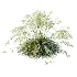 AV Celtica Gigantea Stipa Golden Oats and Carex Elata Aurea Grass - Thumbnail 1