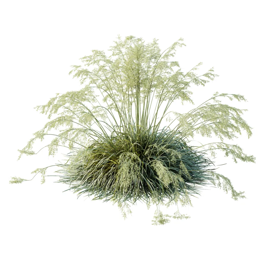 AV Celtica Gigantea Stipa Golden Oats and Carex Elata Aurea Grass Image 1