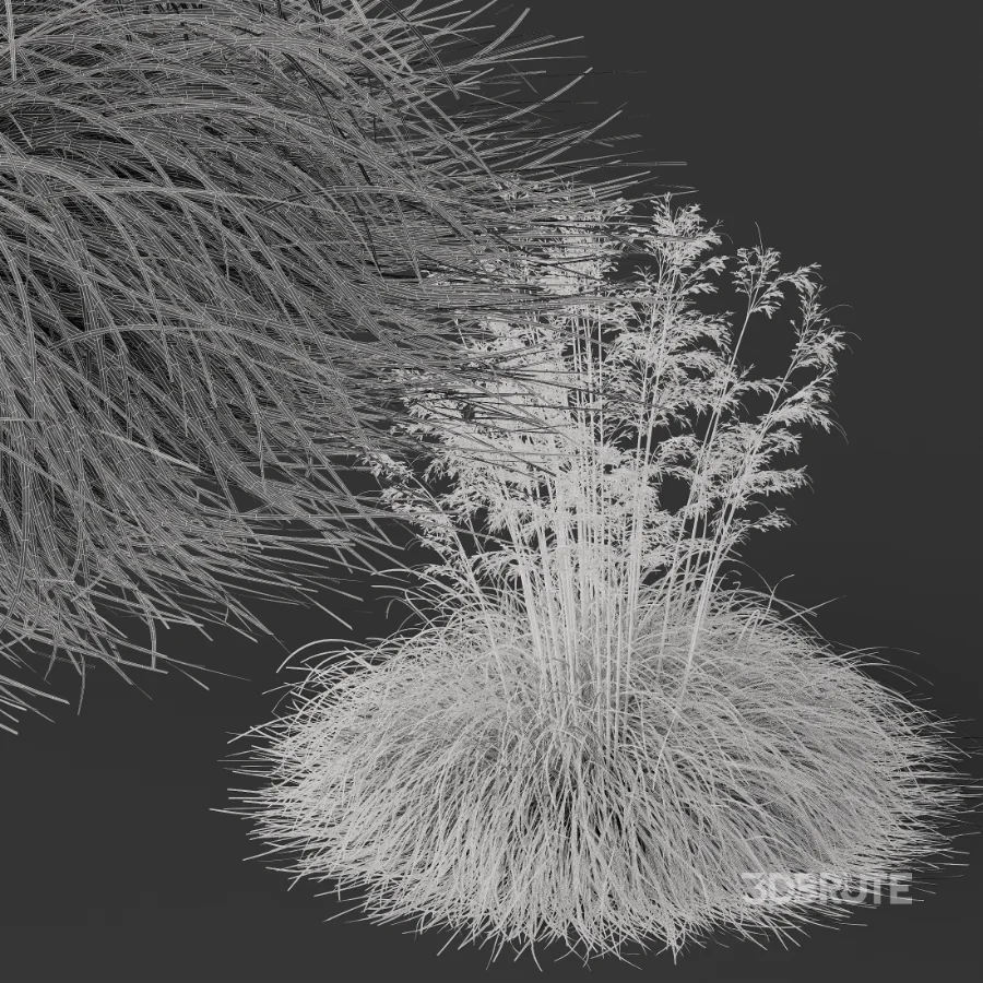 AV Celtica Gigantea Stipa Golden Oats Image 8