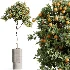 AV Indoor Plants Set 465 Coconut Palm and Cyara Areca Palm and Chemlali Olive Tree and Orange Calamondin Tree - Thumbnail 6