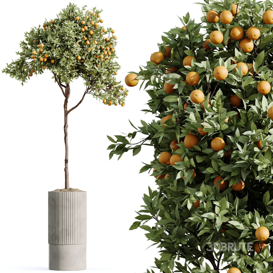 AV Indoor Plants Set 465 Coconut Palm and Cyara Areca Palm and Chemlali Olive Tree and Orange Calamondin Tree Image 6